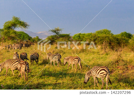 Herd of zebras in savanna in Serengeti national park in Tanzania. Wildlife of Africa Herd of zebras in savanna in Serengeti national park in Tanzania. Wildlife of Africa 142207296