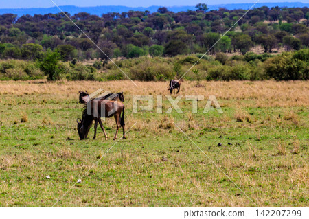 Herd of blue wildebeest (Connochaetes taurinus) in savannah in Serengeti national park in Tanzania. Great migration Herd of blue wildebeest (Connochaetes taurinus) in savannah in Serengeti national park in Tanzania. Great migration 142207299