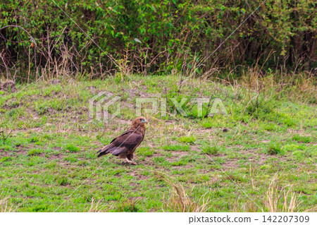 Tawny eagle (Aquila rapax) walking on meadow in Serengeti national park, Tanzania Tawny eagle (Aquila rapax) walking on meadow in Serengeti national park, Tanzania 142207309