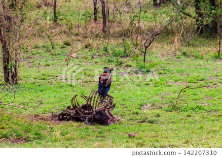 Bateleur (Terathopius ecaudatus) perched on a wildebeest skeleton in Serengeti National park in Tanzania Bateleur (Terathopius ecaudatus) perched on a wildebeest skeleton in Serengeti National park in Tanzania 142207310