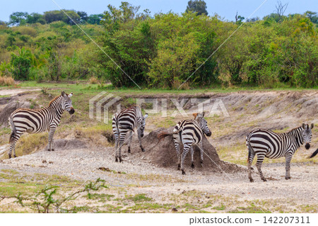 Herd of zebras in savanna in Serengeti national park in Tanzania. Wildlife of Africa Herd of zebras in savanna in Serengeti national park in Tanzania. Wildlife of Africa 142207311