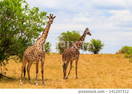 Pair of giraffes in savanna in Serengeti national park in Tanzania. Wild nature of Tanzania, East Africa Pair of giraffes in savanna in Serengeti national park in Tanzania. Wild nature of Tanzania, East Africa 142207312