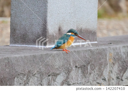 野鳥 野鳥 142207410