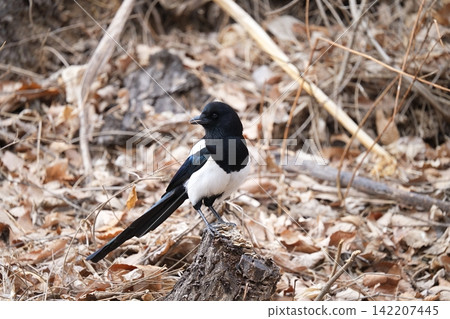 Magpie Magpie 142207445