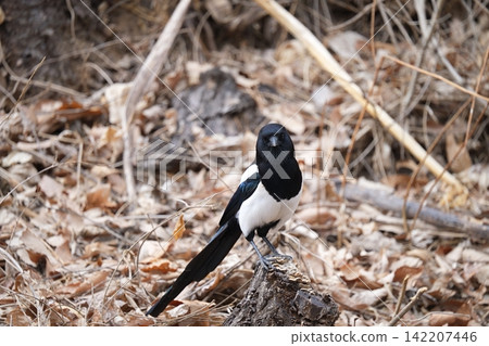 Magpie Magpie 142207446