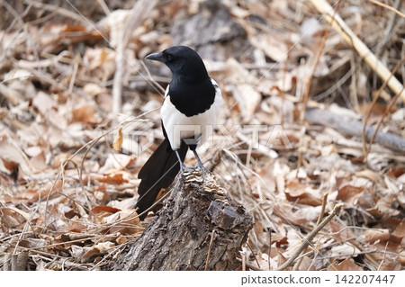 Magpie Magpie 142207447