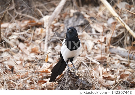 Magpie Magpie 142207448