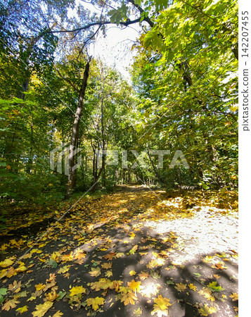 Sunlit Autumn Forest Path Sunlit Autumn Forest Path 142207455
