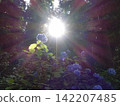 Hydrangeas in full bloom, Ideshio Monjudo, Yamagata City 142207485