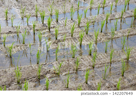 Rice field after rice planting Rice field after rice planting 142207649