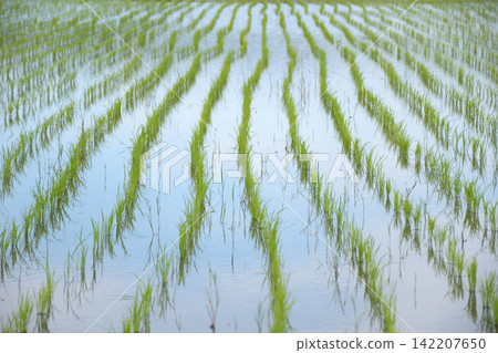 Rice field after rice planting Rice field after rice planting 142207650