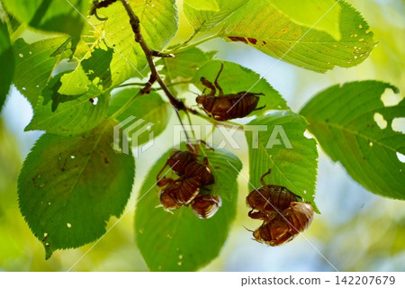Cicada shell Cicada shell 142207679