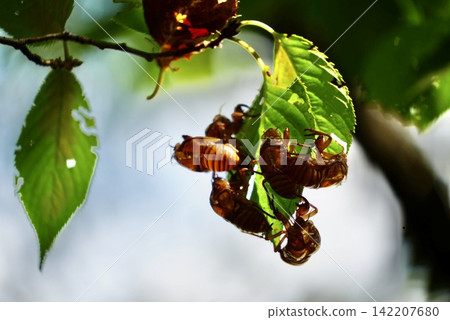 Cicada shells on leaves Cicada shells on leaves 142207680