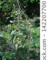 I found a wild kiwi fruit in the forest. 142207700