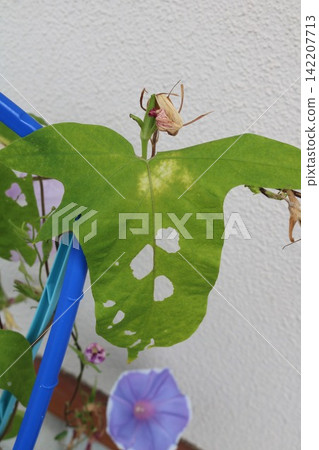 牽牛花葉片被蟲蛀 牽牛花葉片被蟲蛀 142207713