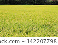 Golden ears of rice 142207798