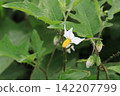 Flowers of Walnut Vi 142207799