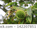 Blue chestnut fruit 142207851