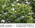 Blue chestnut fruit 142207852