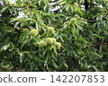 Blue chestnut fruit 142207853