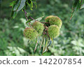 Blue chestnut fruit 142207854