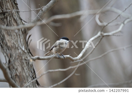 棲息在樹枝上的大嘴鳥 棲息在樹枝上的大嘴鳥 142207991