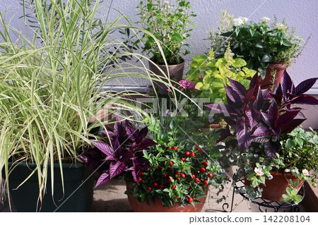 Flower arrangements and pots in front of the entrance Flower arrangements and pots in front of the entrance 142208104