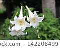 White lily flower 142208499