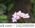 Pink oleander flowers 142208500