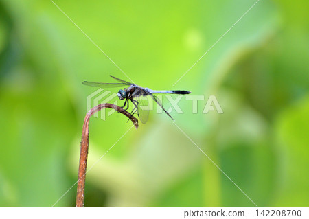 Shiokaratombo stopping on branches Shiokaratombo stopping on branches 142208700