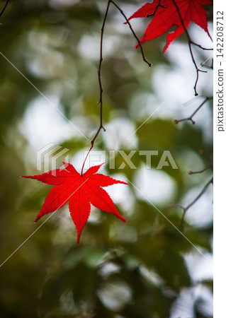 改變葉子的Momiji 改變葉子的Momiji 142208712