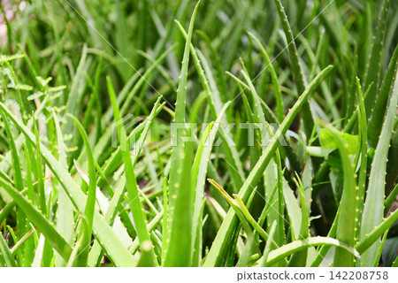 Aloe vera plant on nature green background - Fresh aloe vera leaf natural herbs and herbal medicines Aloe vera plant on nature green background - Fresh aloe vera leaf natural herbs and herbal medicines 142208758
