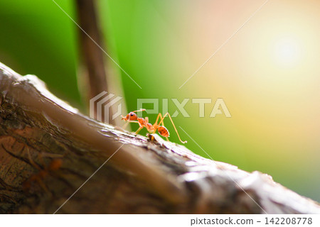 Ant action standing on tree branch in the morning - Close up fire ant walk macro shot insect in nature red ant is very small selective focus and free space Ant action standing on tree branch in the morning - Close up fire ant walk macro shot insect in nature red ant is very small selective focus and free space 142208778