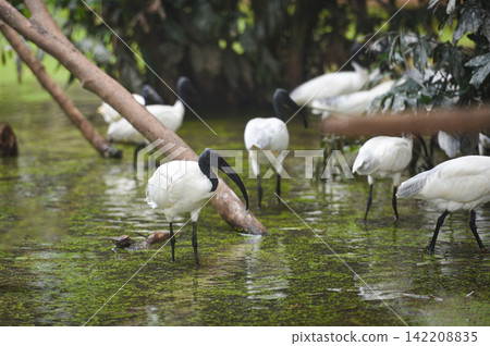 Black headed ibis - Australian white Ibis bird in the pond river Black headed ibis - Australian white Ibis bird in the pond river 142208835