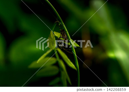 Spider in the green Spider in the green 142208859