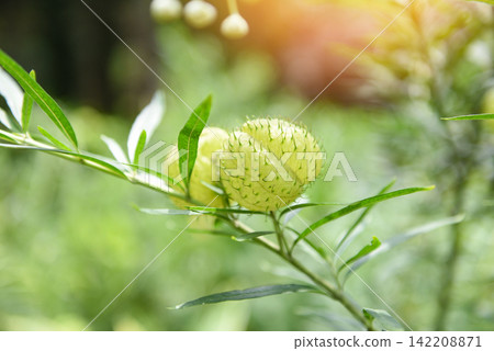 Balloon plants ornamental tree - balloon Cotton bush Swan Plant , Gomphocarpus physocarpus Balloon plants ornamental tree - balloon Cotton bush Swan Plant , Gomphocarpus physocarpus 142208871