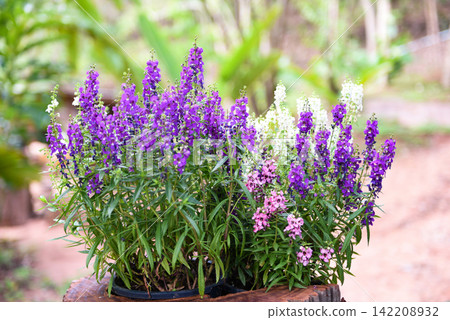 Beautiful flowers purple pink white in pot, Colorful Angelonia flowers in the nature flower garden, summer snapdragon Beautiful flowers purple pink white in pot, Colorful Angelonia flowers in the nature flower garden, summer snapdragon 142208932