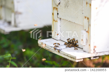 Bee apiary bee hive for harvesting honey, Beekeeper beehive with bees flying to the landing boards. Apiculture 142208955