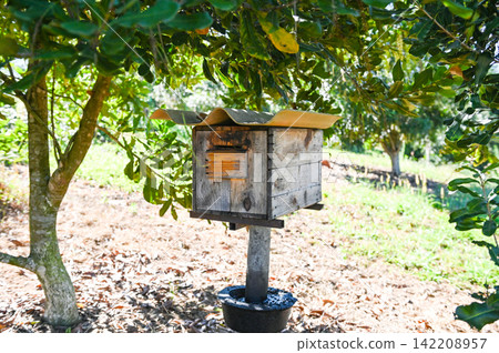 bee house beehive in the garden, wooden honeycomb in the tropical orchard under the tree 142208957
