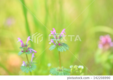 Cute Lamium amplexicaule flower Cute Lamium amplexicaule flower 142208990