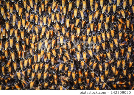 Bees background - A lot of bees on honeycomb / Close up insect bee nest selective focus Bees background - A lot of bees on honeycomb / Close up insect bee nest selective focus 142209030