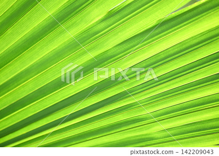 big palm leaves background , tree young green palm leaves natural green texture background big palm leaves background , tree young green palm leaves natural green texture background 142209043