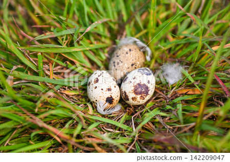 bird nest on grass field with three eggs inside, bird eggs on birds nest and feather in summer forest , eggs easter concept bird nest on grass field with three eggs inside, bird eggs on birds nest and feather in summer forest , eggs easter concept 142209047