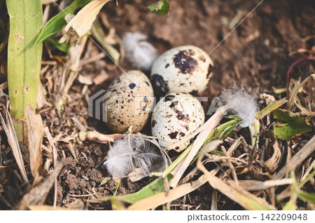 bird nest on ground with three eggs inside, bird eggs on birds nest and feather in summer forest , eggs easter concept bird nest on ground with three eggs inside, bird eggs on birds nest and feather in summer forest , eggs easter concept 142209048