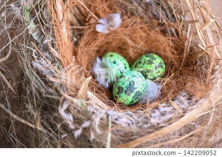 bird nest on tree branch with three eggs inside, bird eggs on birds nest and feather in summer forest bird nest on tree branch with three eggs inside, bird eggs on birds nest and feather in summer forest 142209052