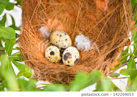 bird nest on tree branch with three eggs inside, bird eggs on birds nest and feather in summer forest , eggs easter concept bird nest on tree branch with three eggs inside, bird eggs on birds nest and feather in summer forest , eggs easter concept 142209053