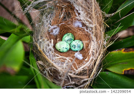 bird nest on tree branch with three eggs inside, bird eggs on birds nest and feather in summer forest , eggs easter concept bird nest on tree branch with three eggs inside, bird eggs on birds nest and feather in summer forest , eggs easter concept 142209054