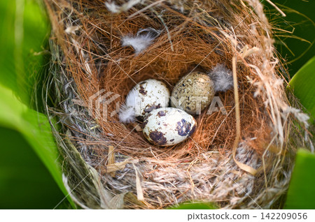 bird nest on tree branch with three eggs inside, bird eggs on birds nest and feather in summer forest , eggs easter concept bird nest on tree branch with three eggs inside, bird eggs on birds nest and feather in summer forest , eggs easter concept 142209056