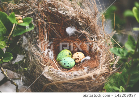 bird nest on tree branch with three eggs inside, bird eggs on birds nest and feather in summer forest , eggs easter concept bird nest on tree branch with three eggs inside, bird eggs on birds nest and feather in summer forest , eggs easter concept 142209057