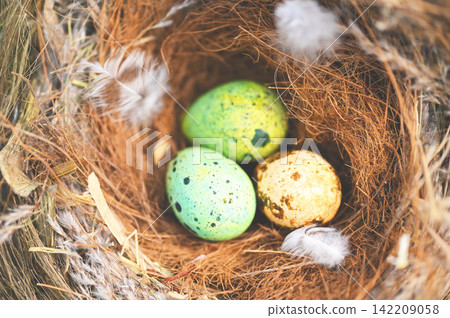 bird nest on tree branch with three eggs inside, bird eggs on birds nest and feather in summer forest , eggs easter concept bird nest on tree branch with three eggs inside, bird eggs on birds nest and feather in summer forest , eggs easter concept 142209058